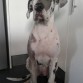 WILA 4 MESES Y MEDIO 